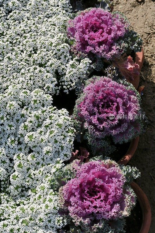 白色洋参(Lobularia maritima)低矮开花植物，旁边是橙色赤陶罐，里面装着紫色的观赏卷心菜(芸苔属)